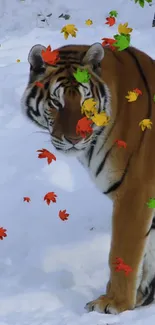 Tiger surrounded by colorful autumn leaves on snow