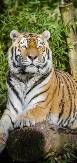 A majestic tiger rests on a log surrounded by lush green bamboo.