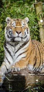 Majestic tiger resting on a log in bamboo forest setting.