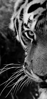 Black and white close-up of a tiger's face in nature.