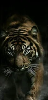 Majestic tiger emerging from darkness in striking wallpaper.