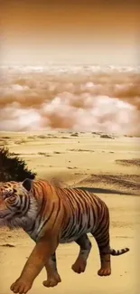 Tiger walking in a sandy desert with a cloudy sky.