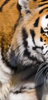 Close-up of a majestic tiger with vivid orange and black stripes.