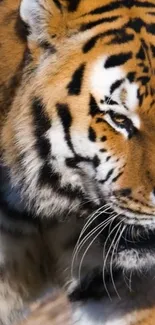 Close-up image of a majestic tiger in vivid detail.