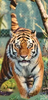 Majestic tiger walking through lush forest greenery.