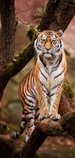 Majestic tiger standing on tree branches in a forest setting.