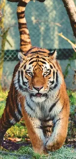 Tiger striding through forest scene with lush greenery.
