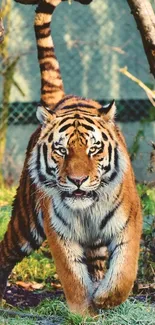 A majestic tiger walking through a vibrant forest setting.