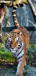 A majestic tiger walking through a forest setting, showcasing its striking stripes.