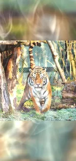 Majestic tiger walking through forest with vibrant greenery.