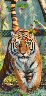 Majestic tiger walking through a lush forest scene, vibrant and dynamic wallpaper.