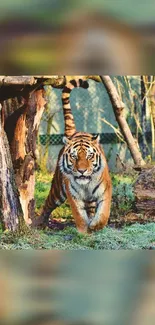 Majestic tiger walking through a lush green forest in mobile wallpaper.