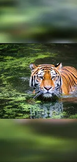 Majestic tiger swimming in green forest water wallpaper.