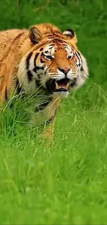 A majestic tiger prowls through lush green jungle.