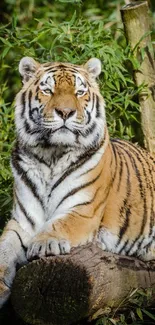 Majestic tiger rests on a log amidst bamboo.