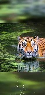 Tiger swimming in lush green waters, showcasing nature's beauty.