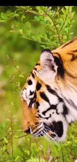 Majestic tiger walking through lush green foliage background.