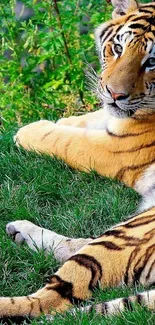 Majestic tiger lying on lush green grass.