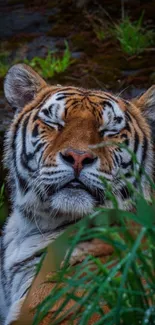 Majestic tiger resting in jungle greenery, mobile wallpaper.