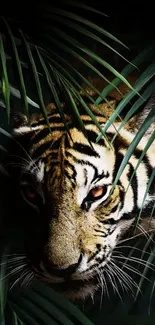 Tiger peeking through lush green jungle foliage at night.