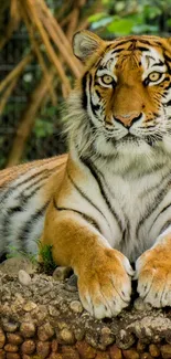 Majestic tiger resting in lush green jungle setting.