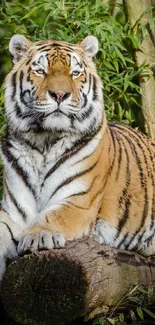 Majestic tiger resting amidst green bamboo jungle.