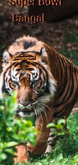 Majestic tiger walking through lush green jungle.