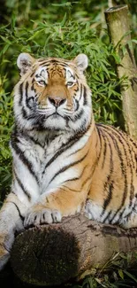 Majestic tiger lounging in lush green jungle scenery.