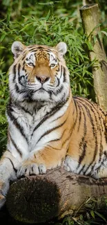 A majestic tiger rests on a log in lush green jungle.