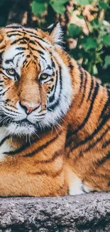 Majestic tiger resting in lush green jungle background.