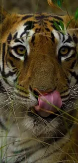 Close-up of a tiger in a jungle setting with green foliage.