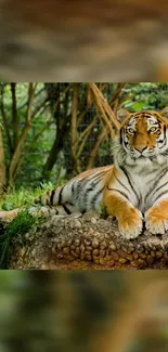 Majestic tiger resting in a lush jungle setting, showcasing nature's beauty.