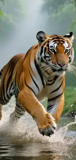 Majestic tiger running through jungle stream.