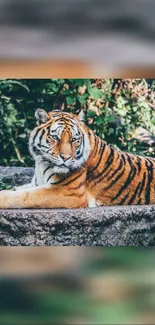 Majestic tiger resting on a stone with green jungle background.