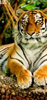 Majestic tiger resting in lush jungle background.