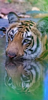 Majestic tiger in jungle stream with green foliage.