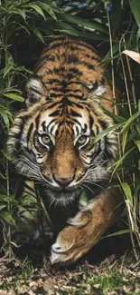 Majestic tiger in dense jungle foliage wallpaper.