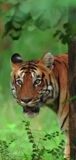 Majestic tiger peeking from lush green forest scenery.