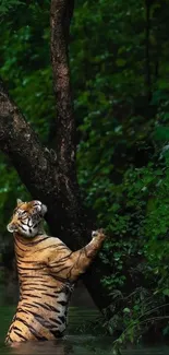 Tiger climbing a tree in green jungle setting.