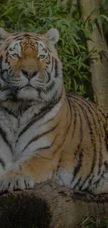 Majestic tiger lying in bamboo forest setting.