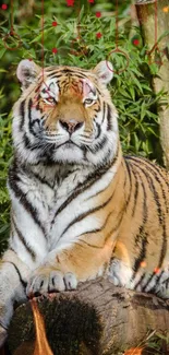 Majestic tiger resting in lush greenery jungle scene.