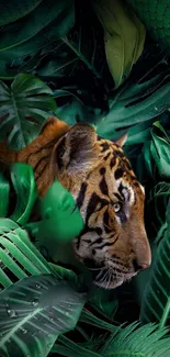 Tiger hidden among lush green jungle leaves.