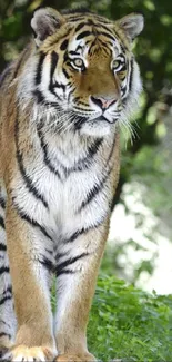 Majestic tiger standing in green jungle setting.