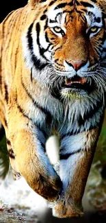 Majestic tiger running through water.