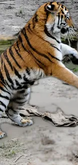 Mobile wallpaper of a tiger in motion, orange and black stripes visible.