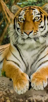 Majestic tiger resting in natural habitat, vibrant orange fur.