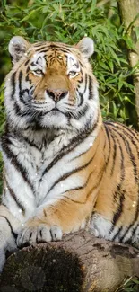 Majestic tiger resting in lush jungle setting wallpaper.