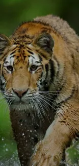 Majestic tiger running through green forest in vibrant wallpaper.