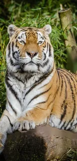 Tiger resting on a log amidst green forest backdrop.