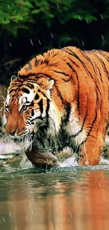 Majestic tiger walking through a forest stream, showcasing vibrant wildlife and nature.